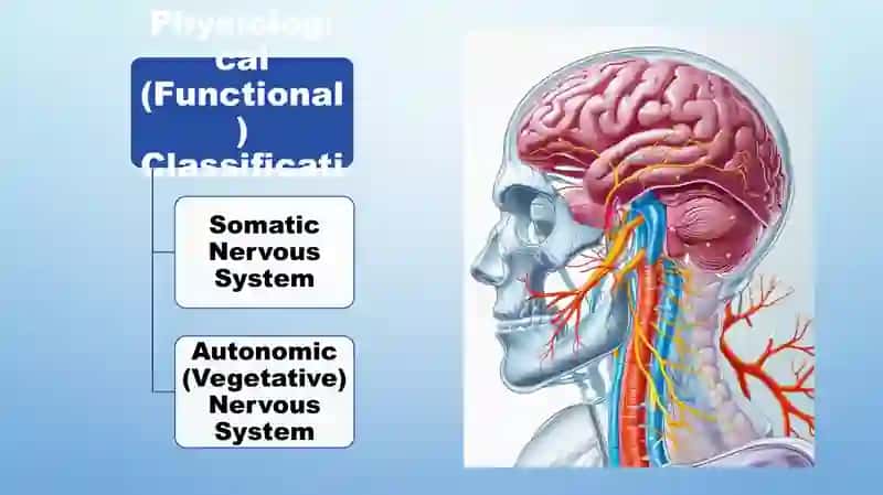 Nervous system 4