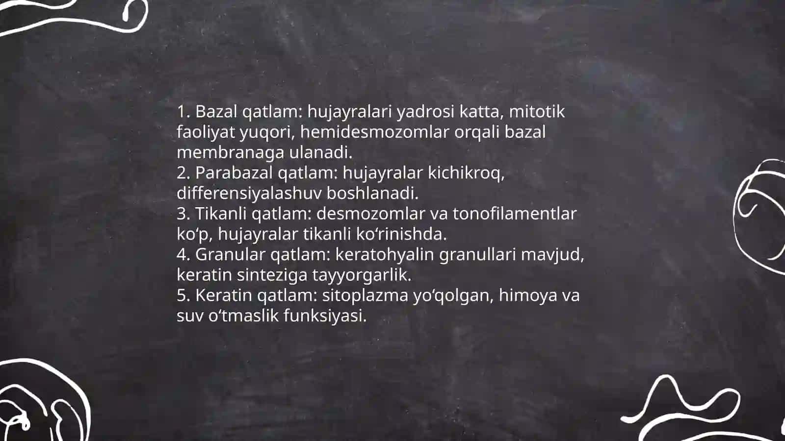 Ko'p qavatli Epiteliy 4