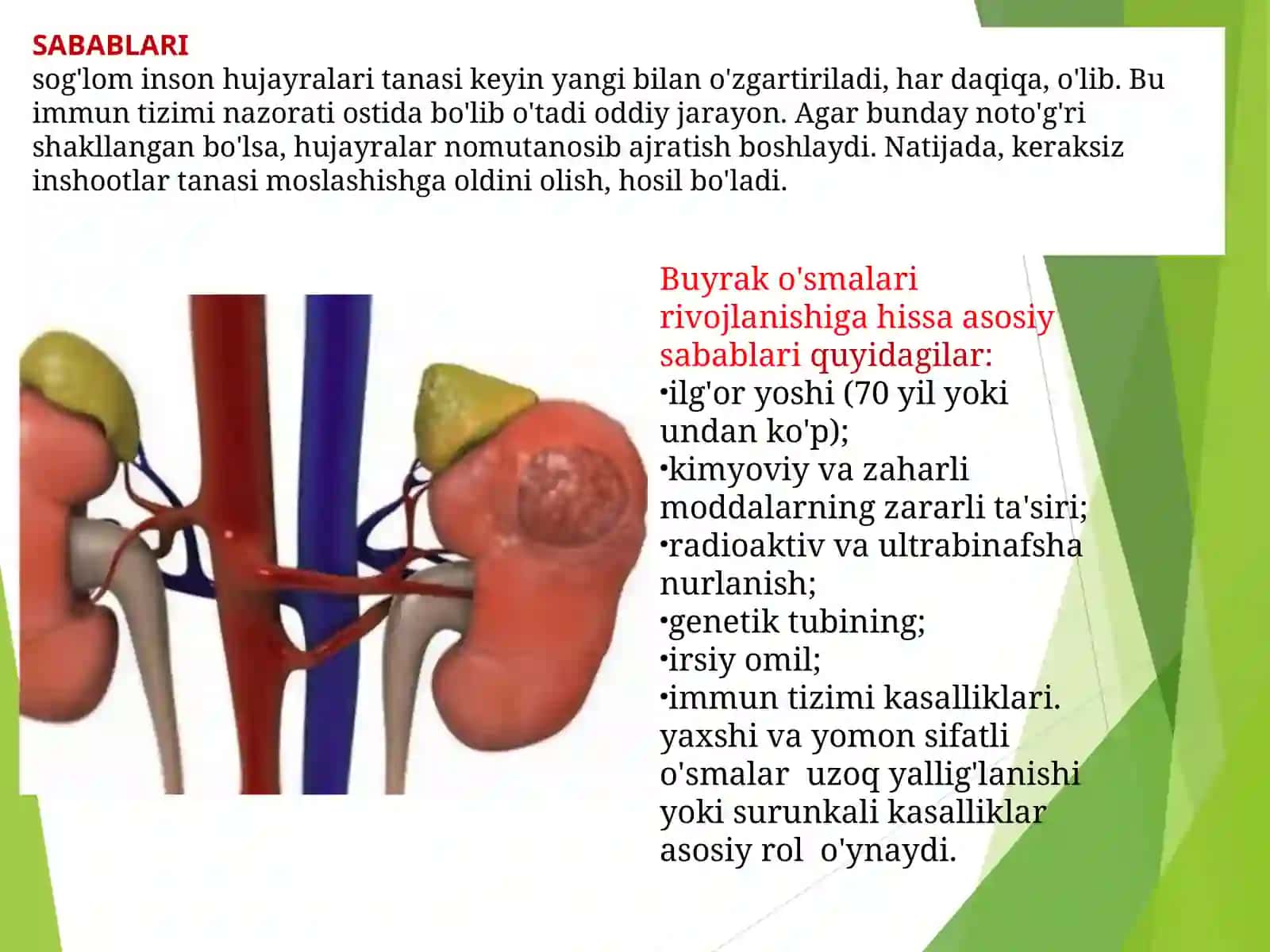 Buyrak O’salari 4