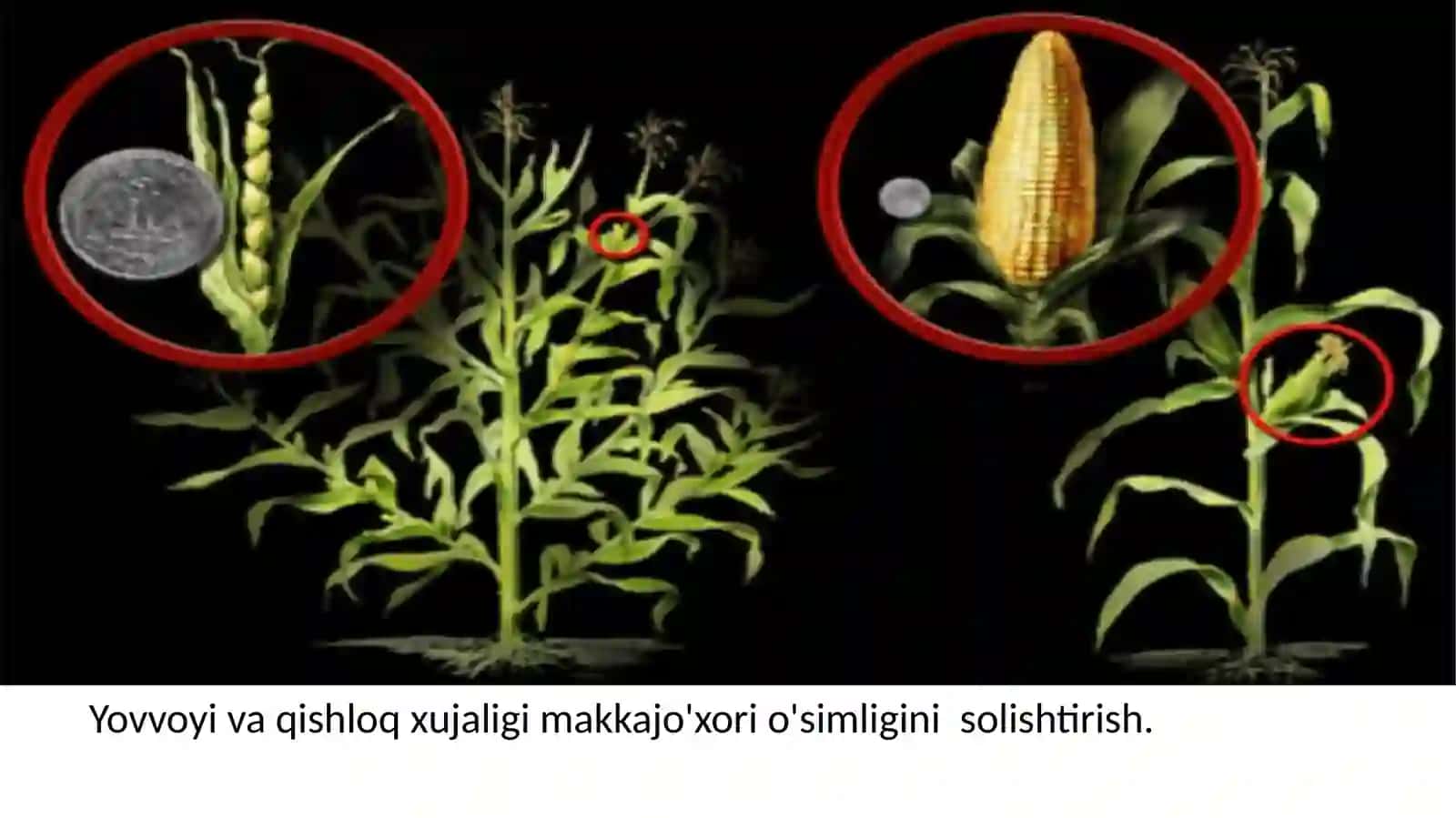 Seleksiyaning genetika soslari 4