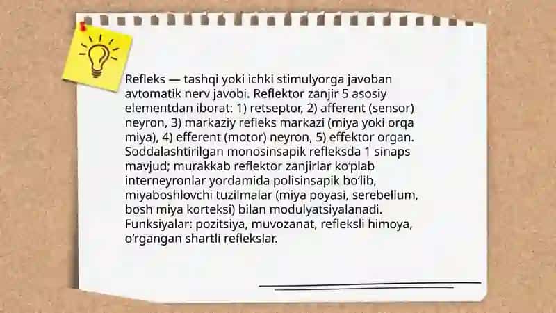 Oliy asab faoliyati 4