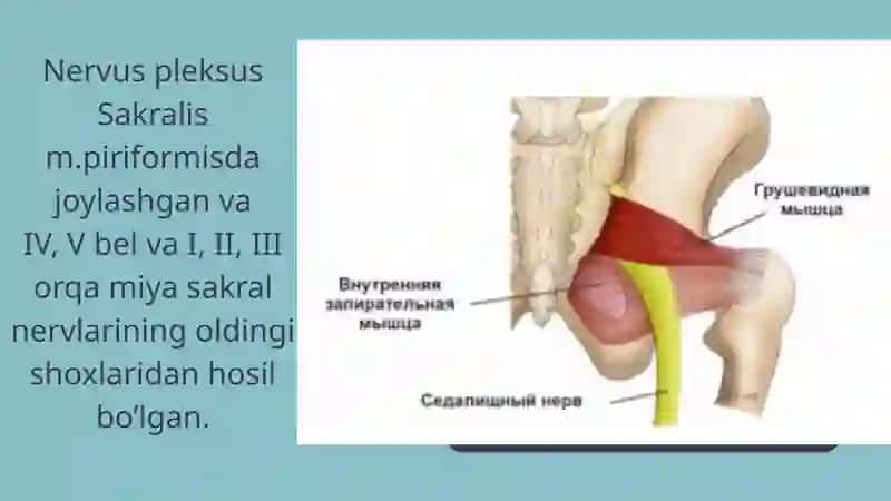 TOS ORGANLARI INNERVATSIYASI VA BUZILISH SINDROMLARI 4
