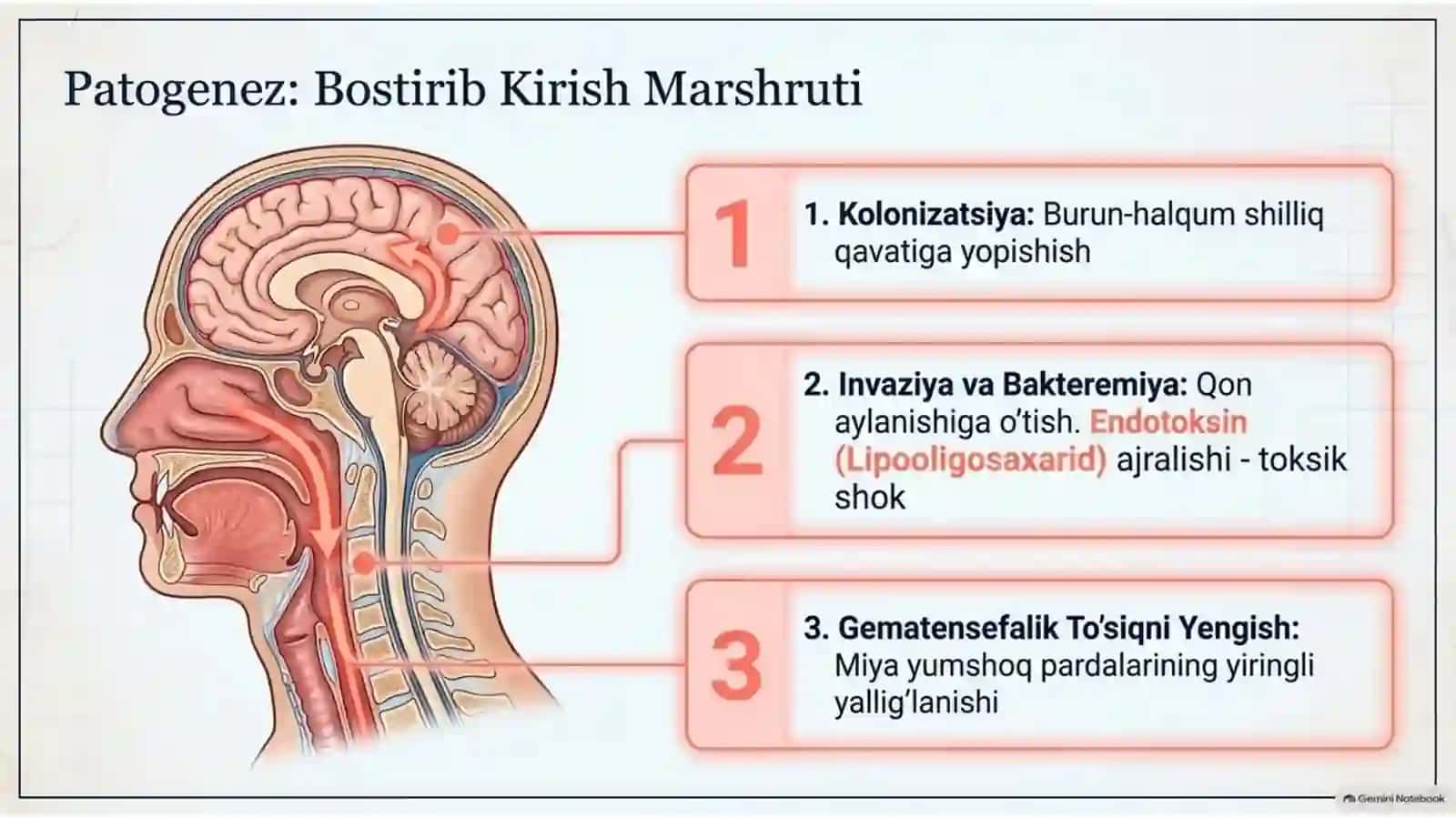 Meningokokk infeksiyasi — 15 slaydli taqdimot 4