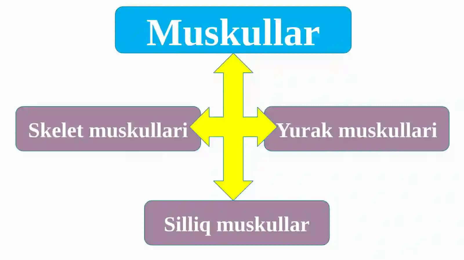 Muskullar 4