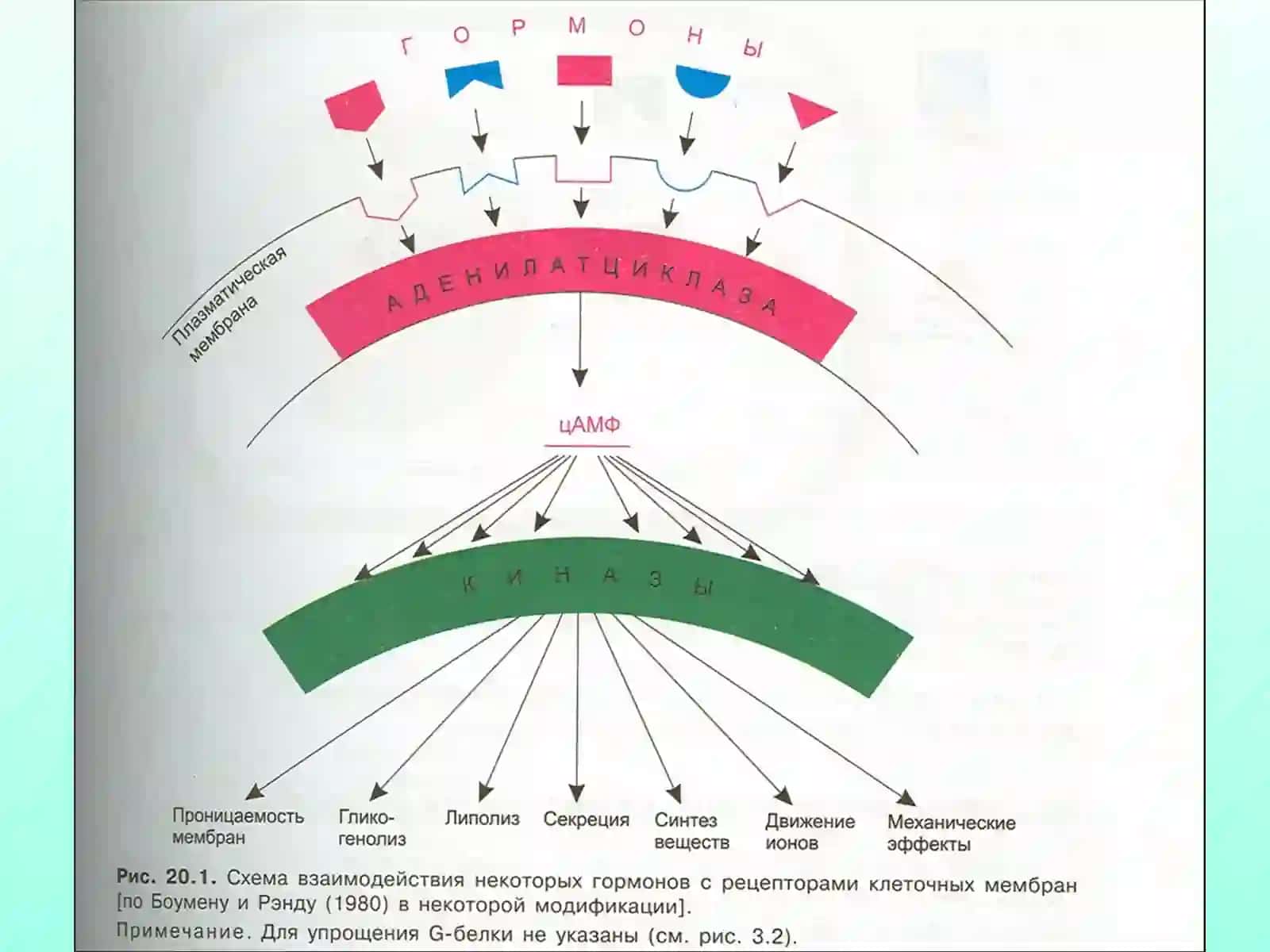 Гормонлар 4