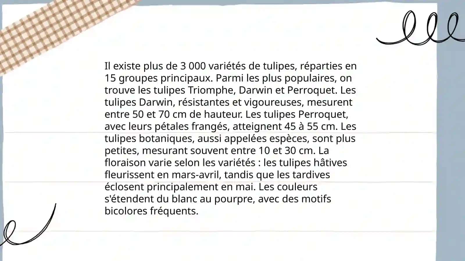 Tulipe 4