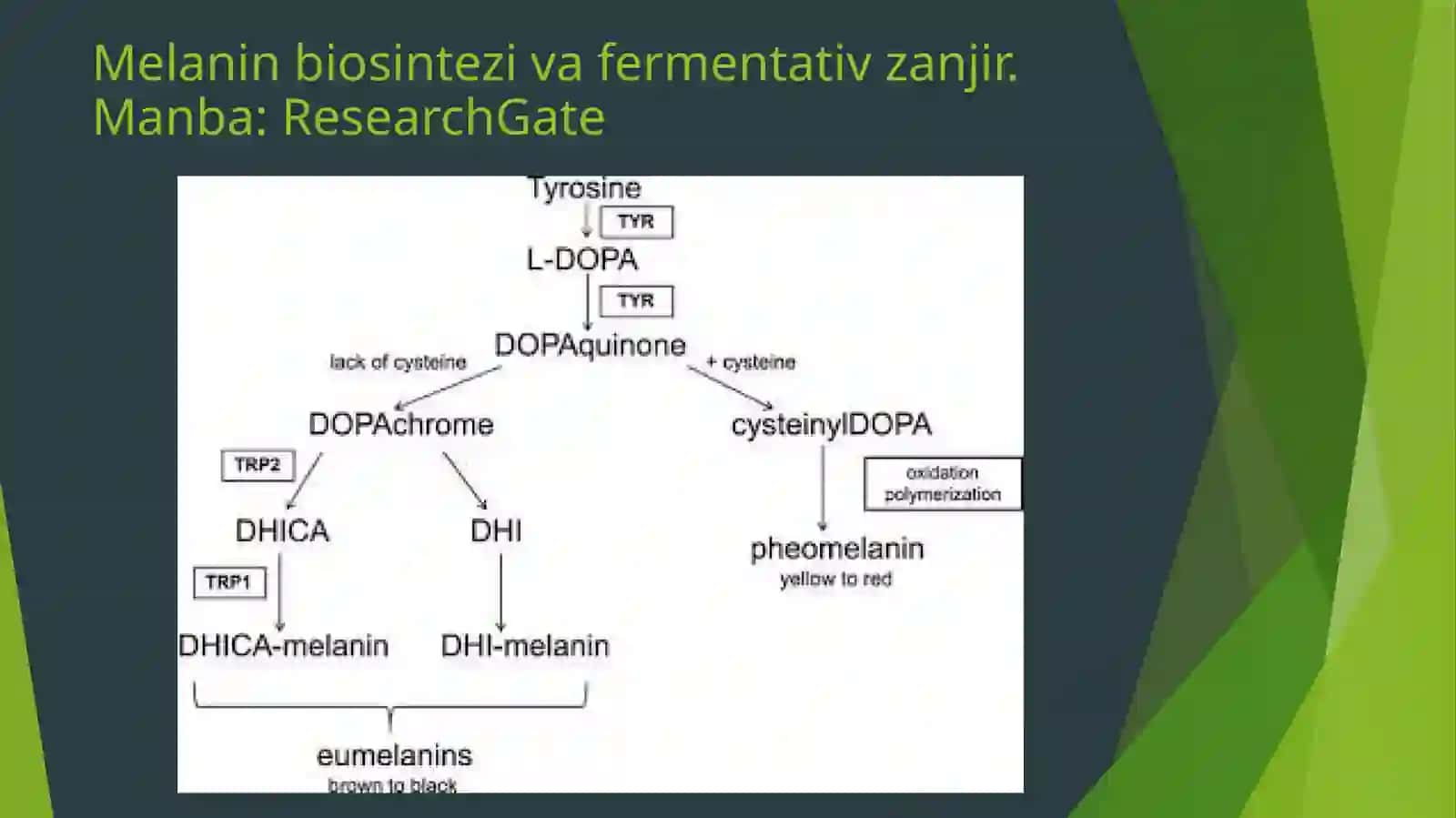 Albinizm 4