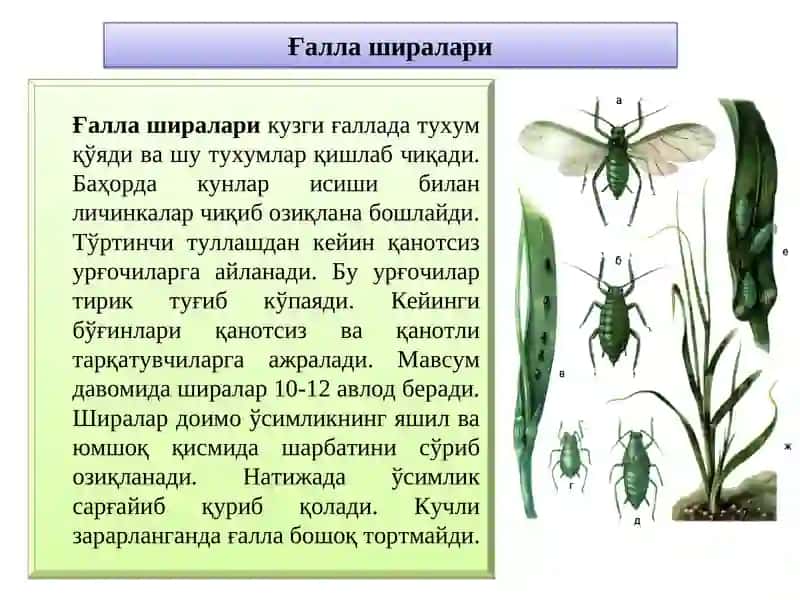 Ғаллани сўрувчи зараркунандалари ва уларга қарши кураш чоралари 4