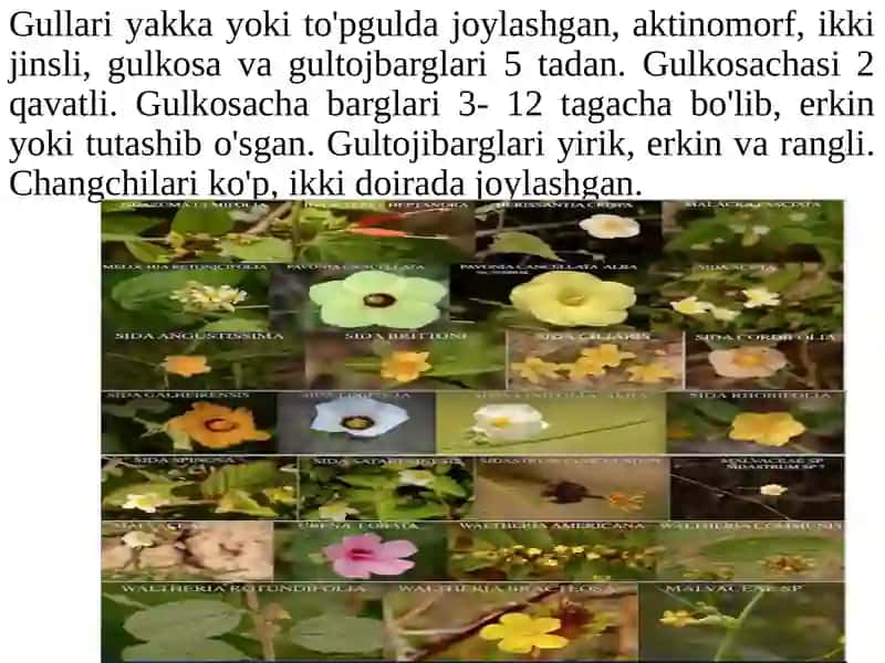 Gulxayrinamolar – Malvales 4