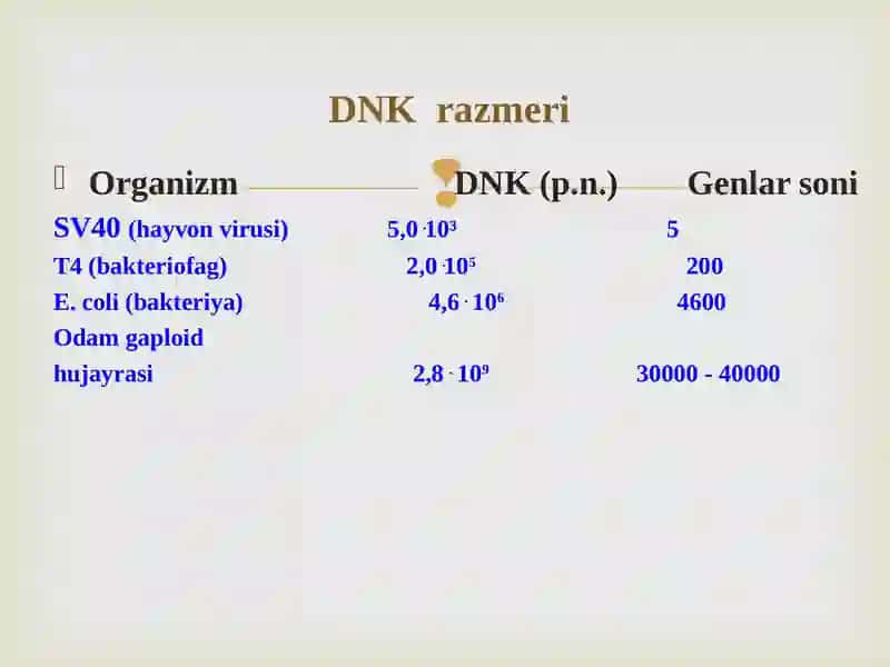 nuklein kislotalar biosintezi 4