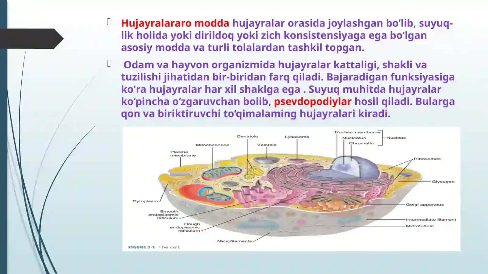 Hujayra (Cell) 4
