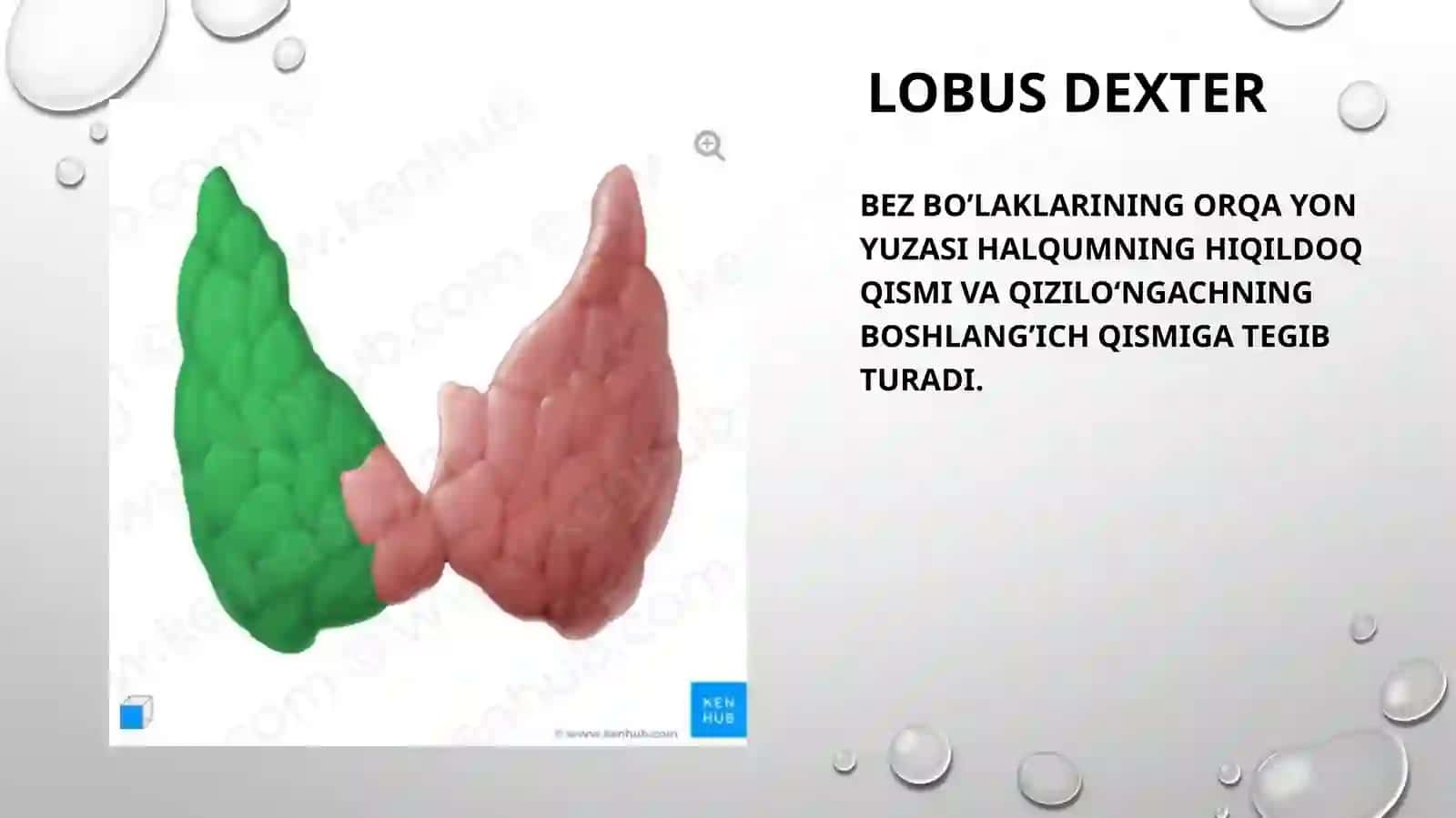 Qalqonsimon bezglandula thyroidea 4