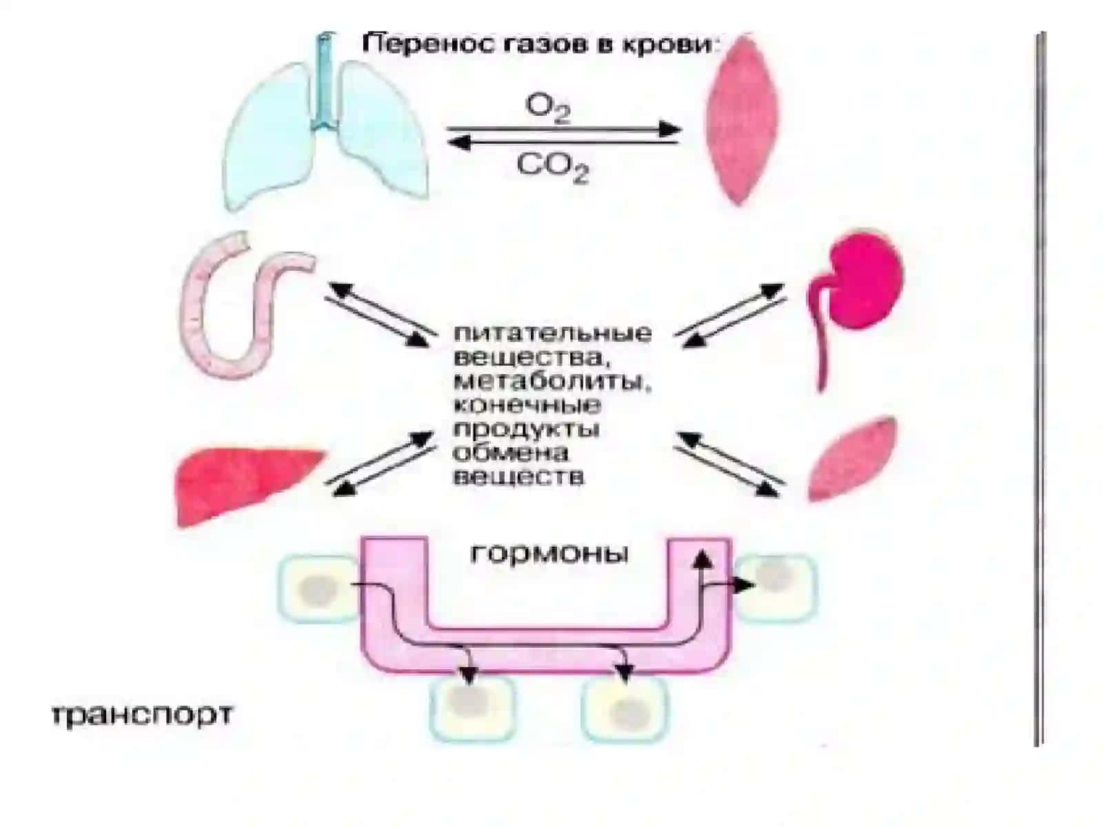 Биологик кимё 4