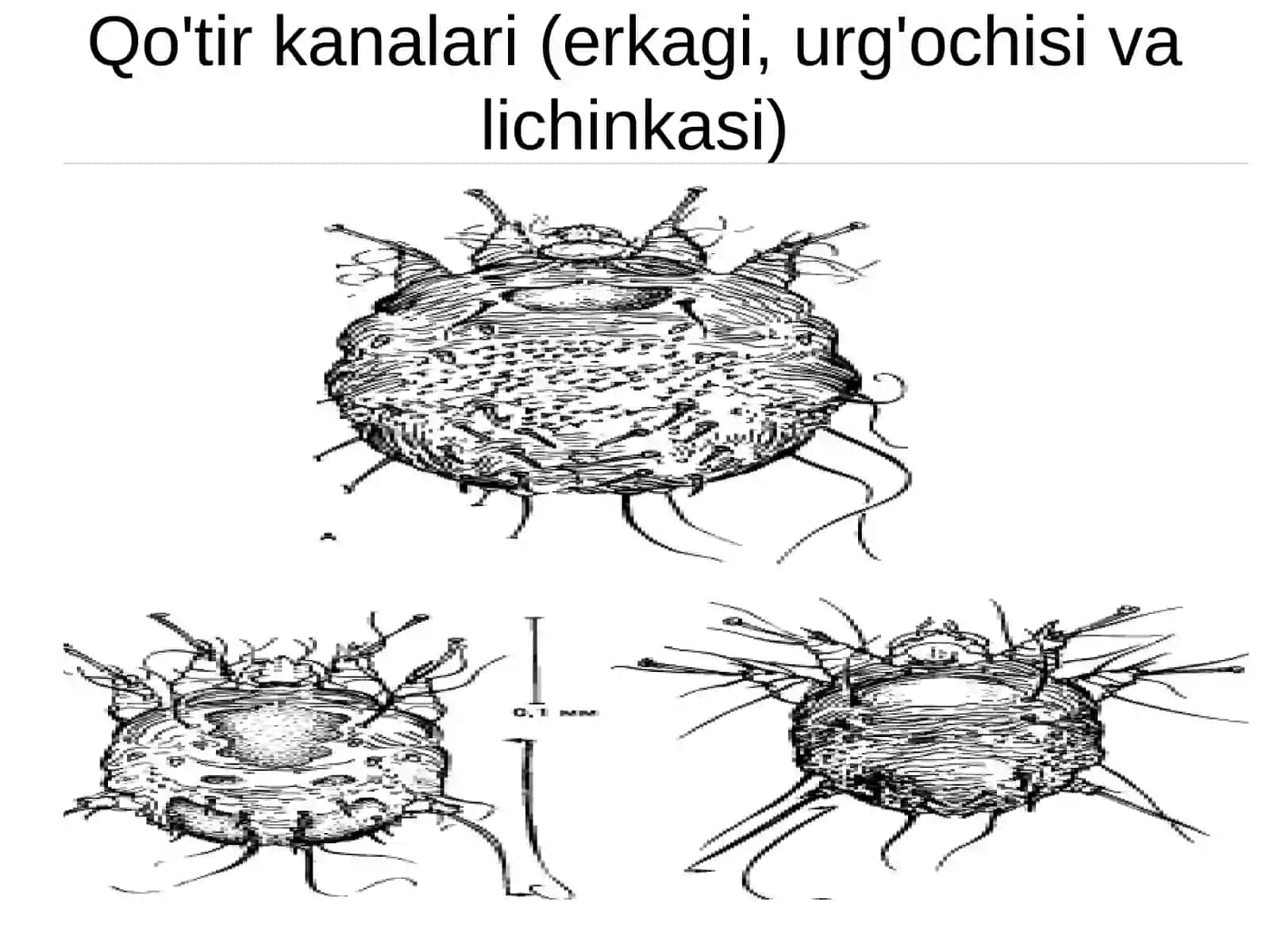 Dermatozonoslar 4