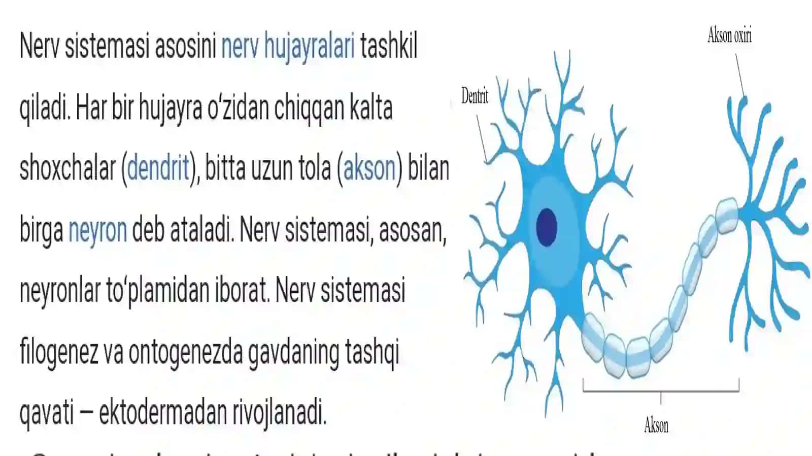 NERV TIZIMI VA QARISH 4