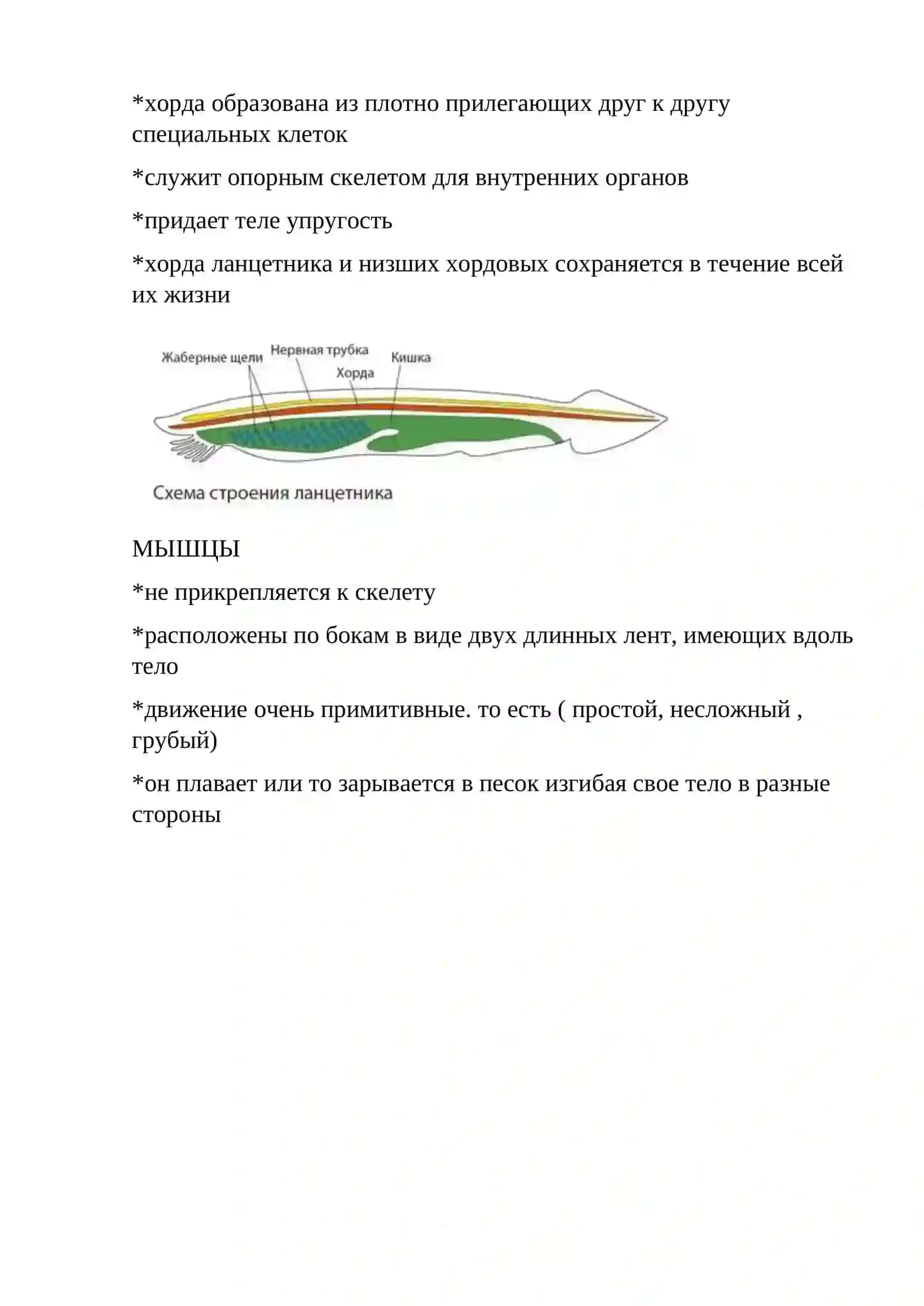 Ланцетники 4
