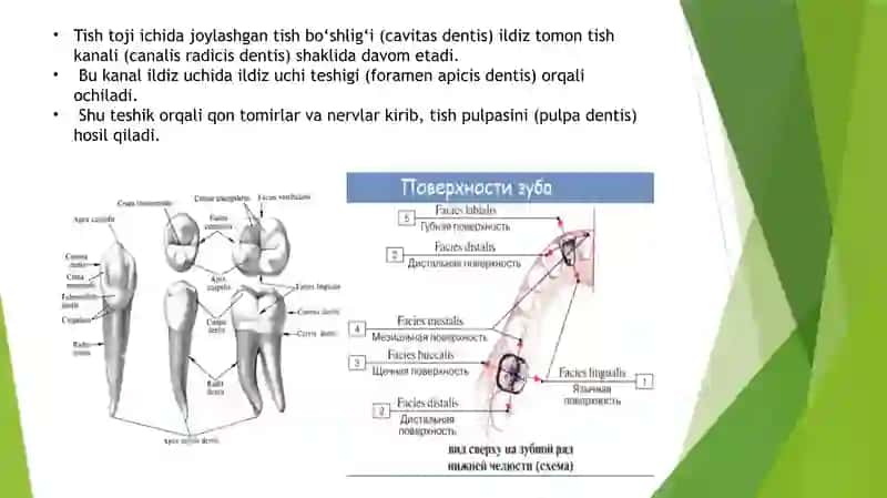 Tishlarning xususiy anatomiyasi 4