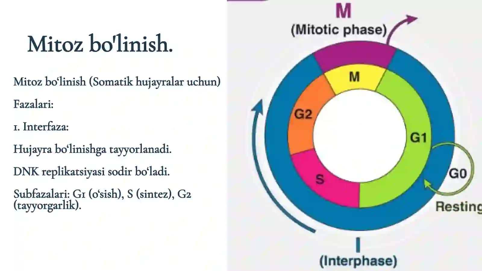 Hujayralarning bo’linish fazlari 4