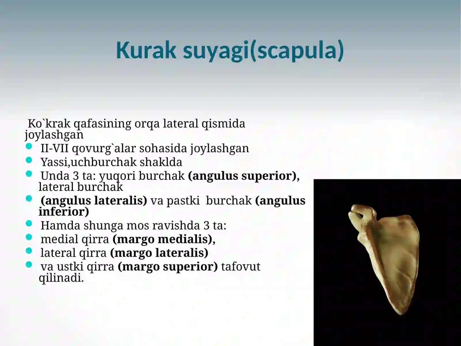 QO'L SUYAKLARI ANATOMIYASI 4