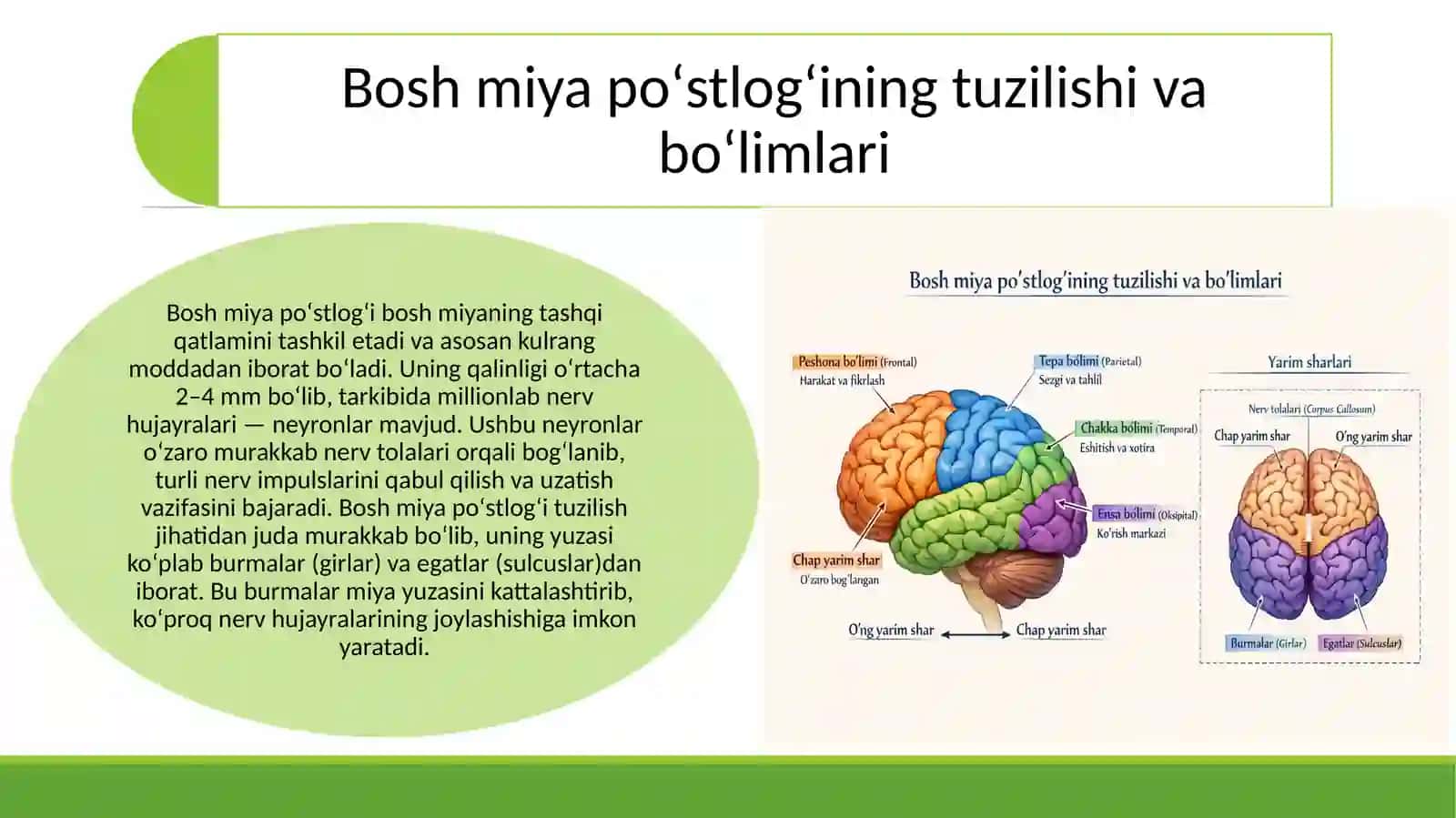 Bosh miya poʻstlogʻi va uning funksiyasi 4