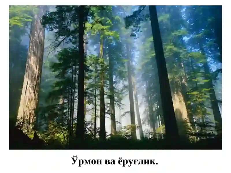 Ўрмон ва ёруғлик 4
