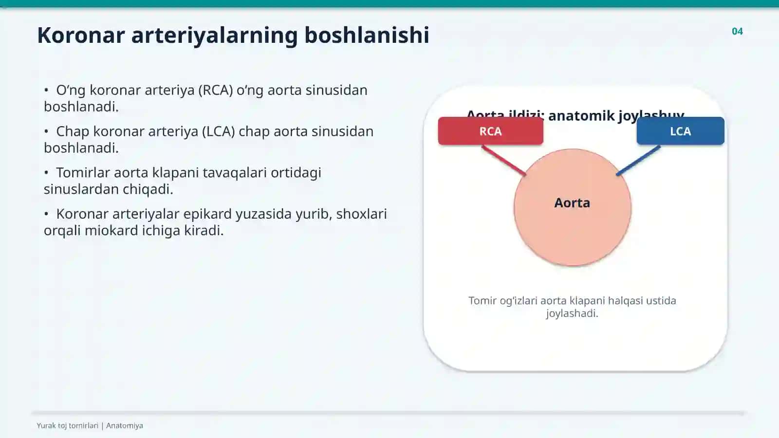 YURAK TOJ TOMIRLARI 4