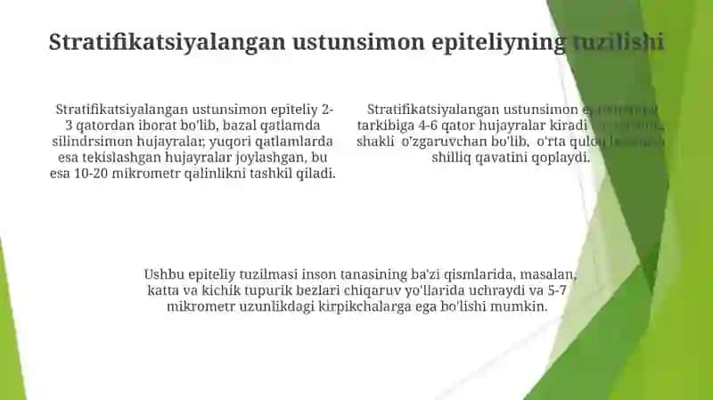 Qatlamli Ustunsimon Epiteliy 4