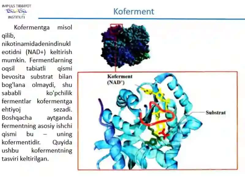 8-maruza Fermentlar 1 - PowerPoint 4