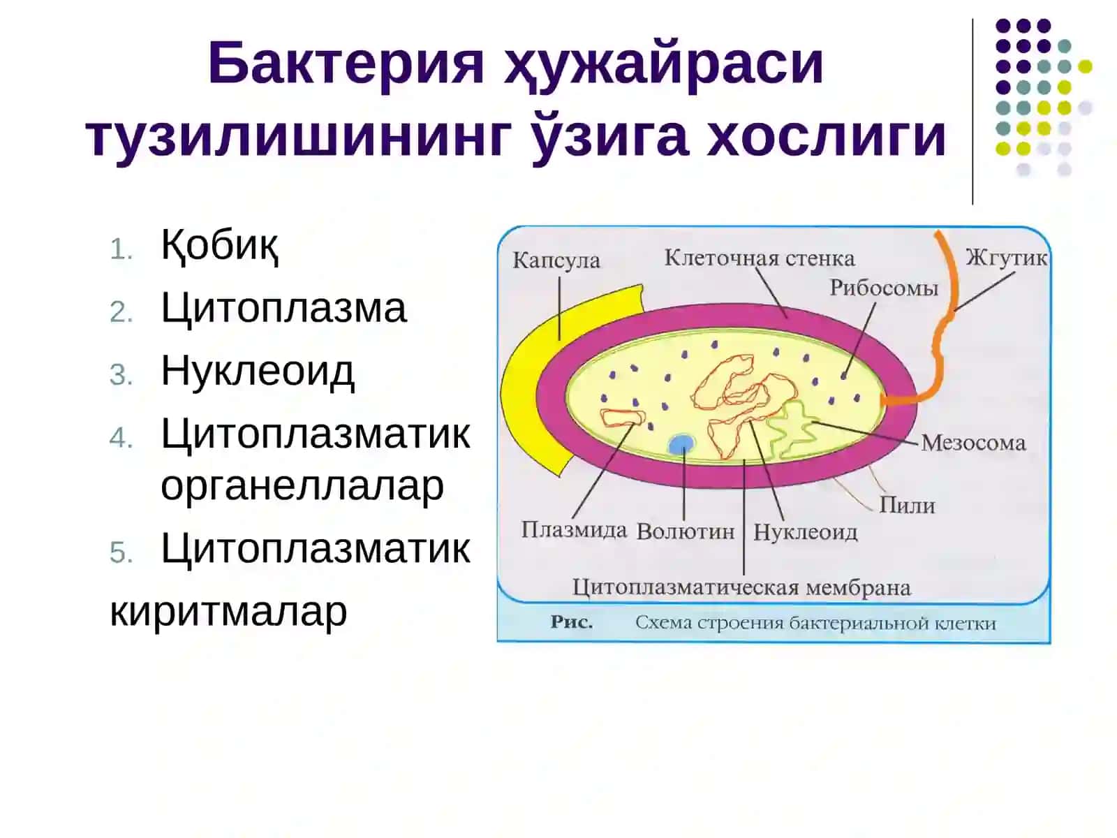 Бактерия ҳужайрасининг тузилиши 4