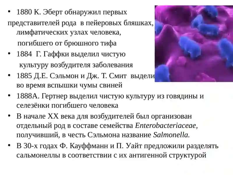 Сальмонеллез 4