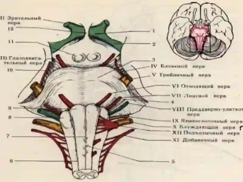 Мия устунининг зарарланиш синдромлари 4