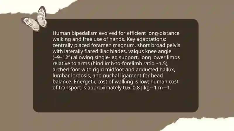 The human animal 4