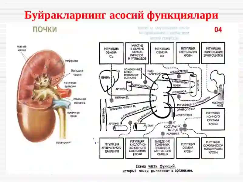 Гломерулонефритлар 4