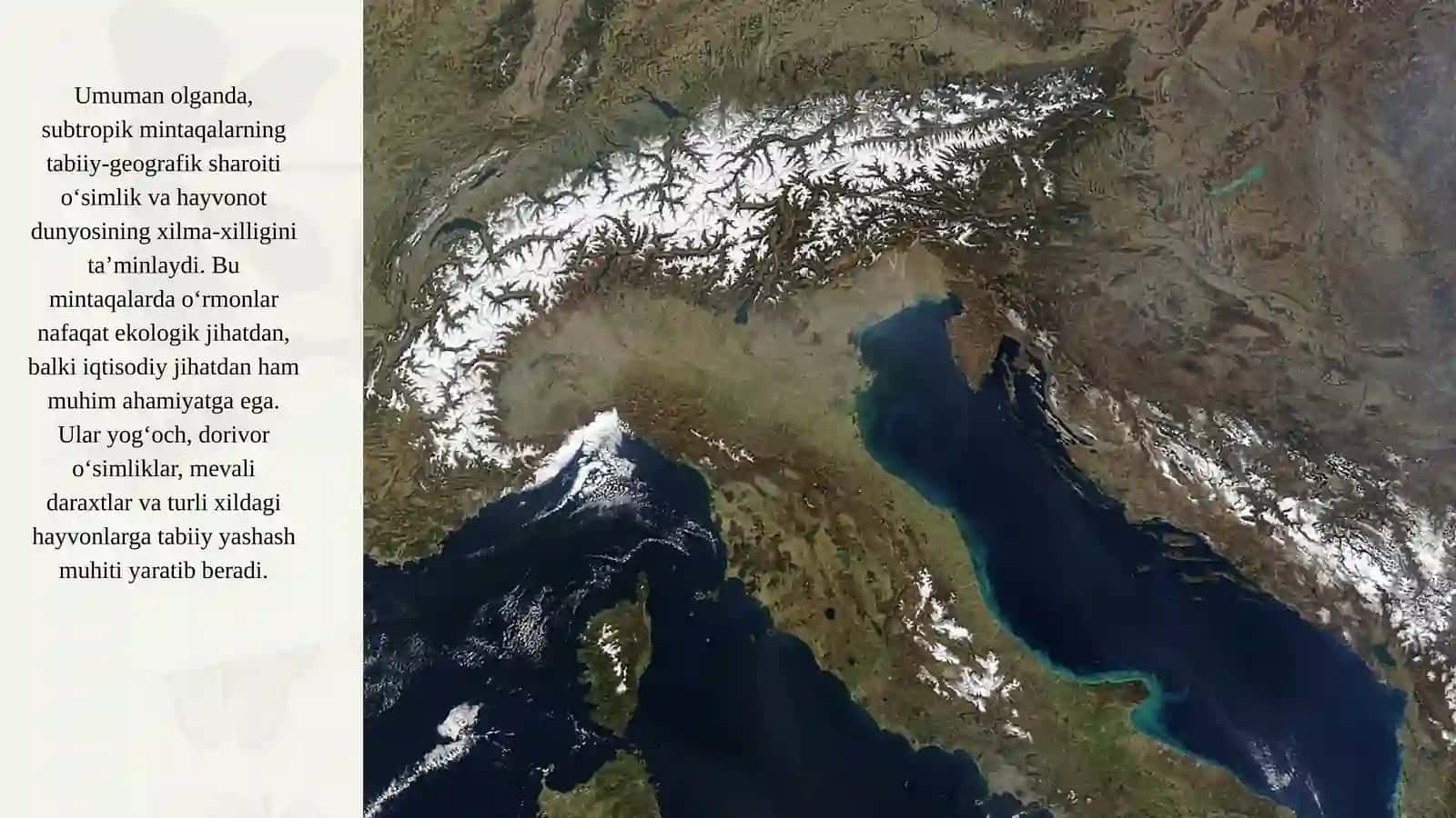 Subtropik mintaqalarning o‘rmonlari 4