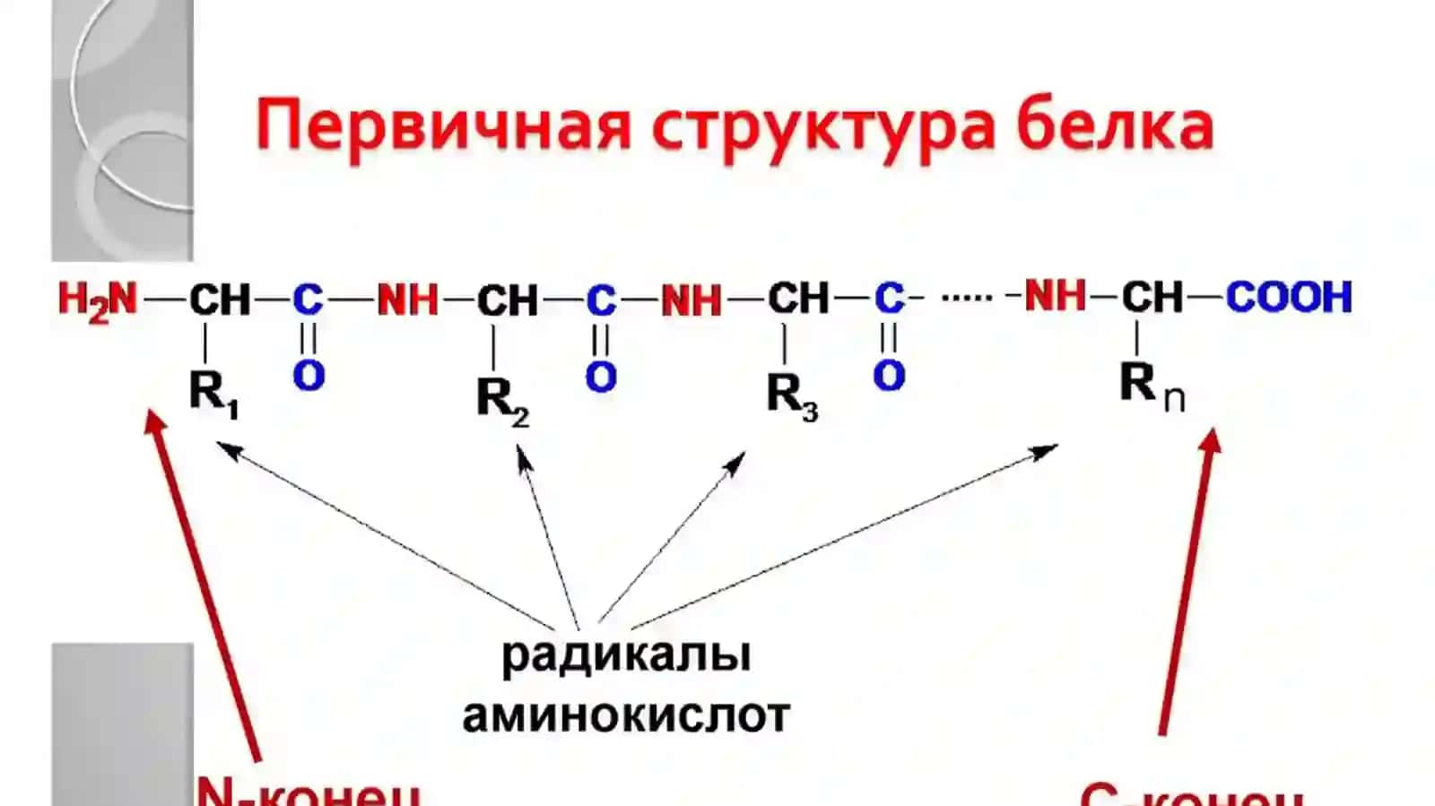 Оқсиллар ( 2 маъруза) 4