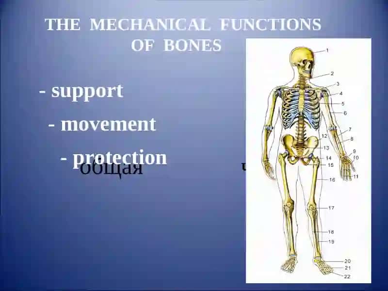 GENERAL OSTEOLOGY 4