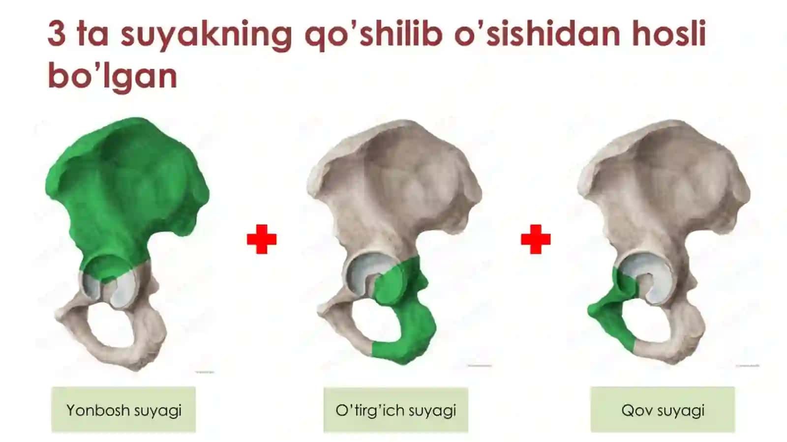 oyoq suyaklari 4