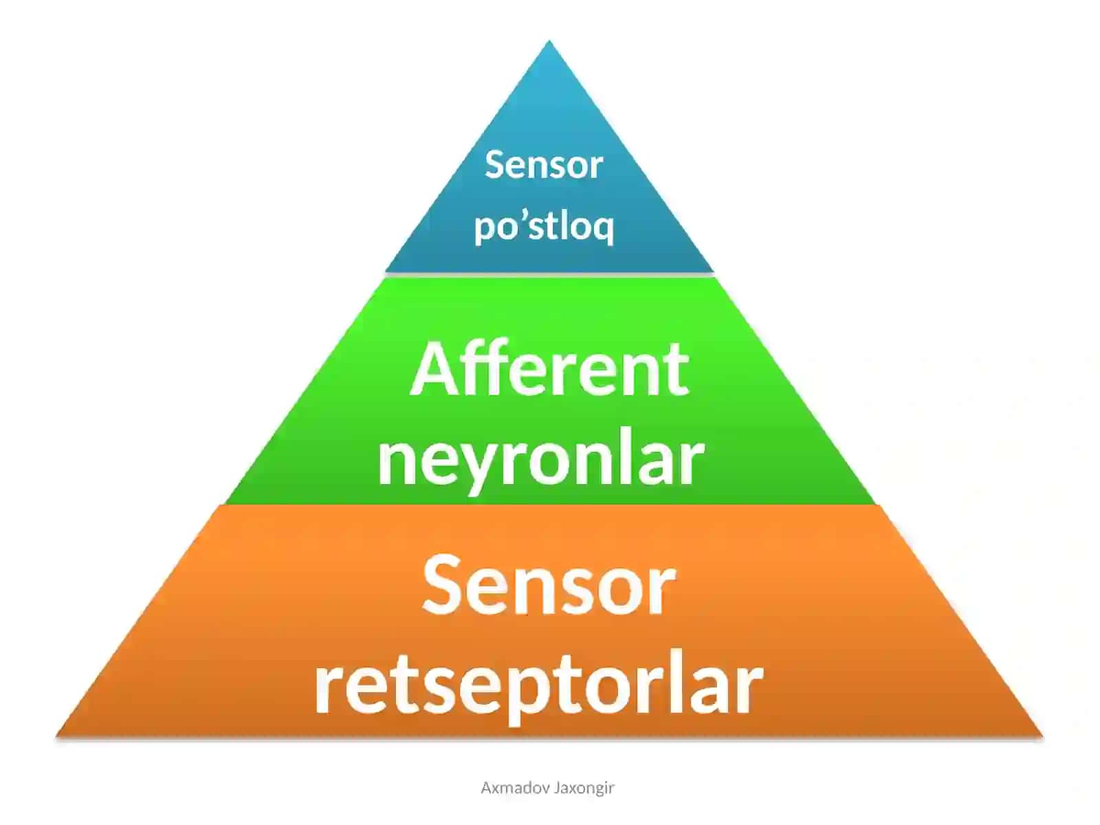 Nervsistemasifiziologiyasi 4
