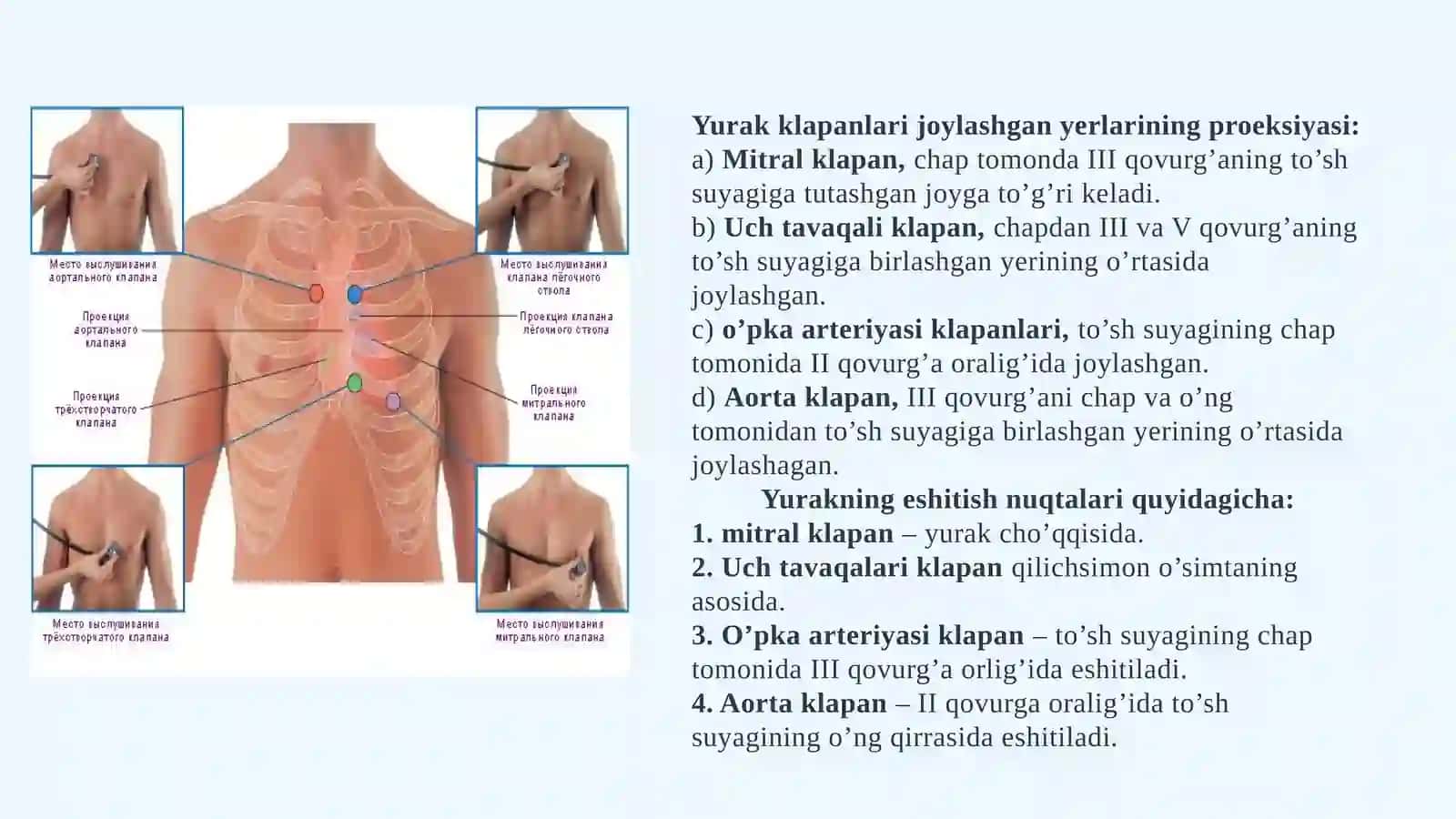 Yurak 4