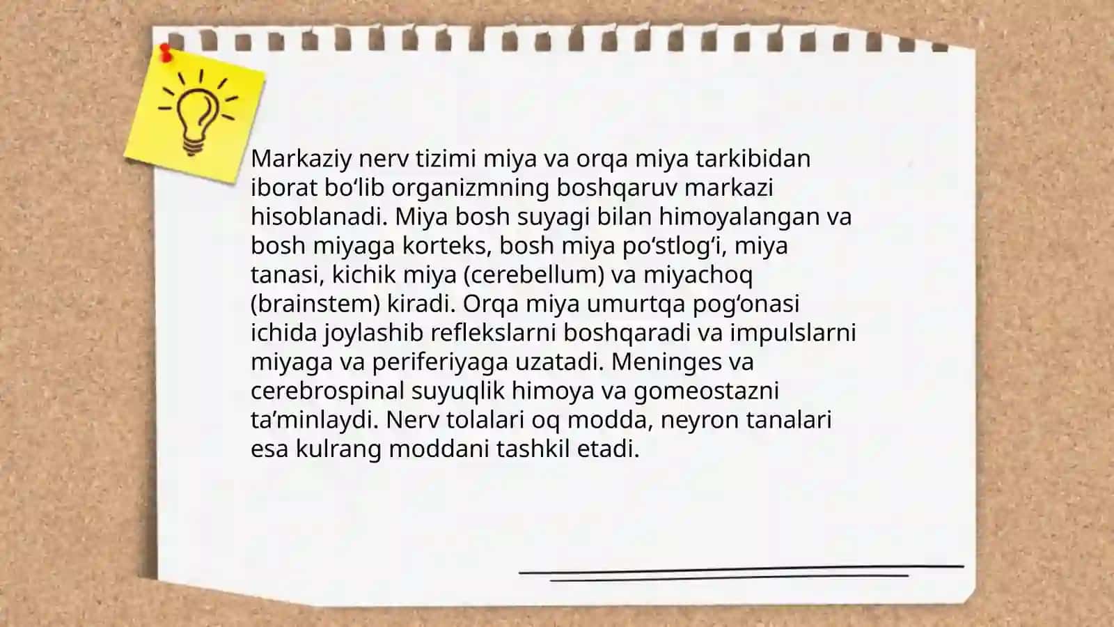 Nerv tizimi 4