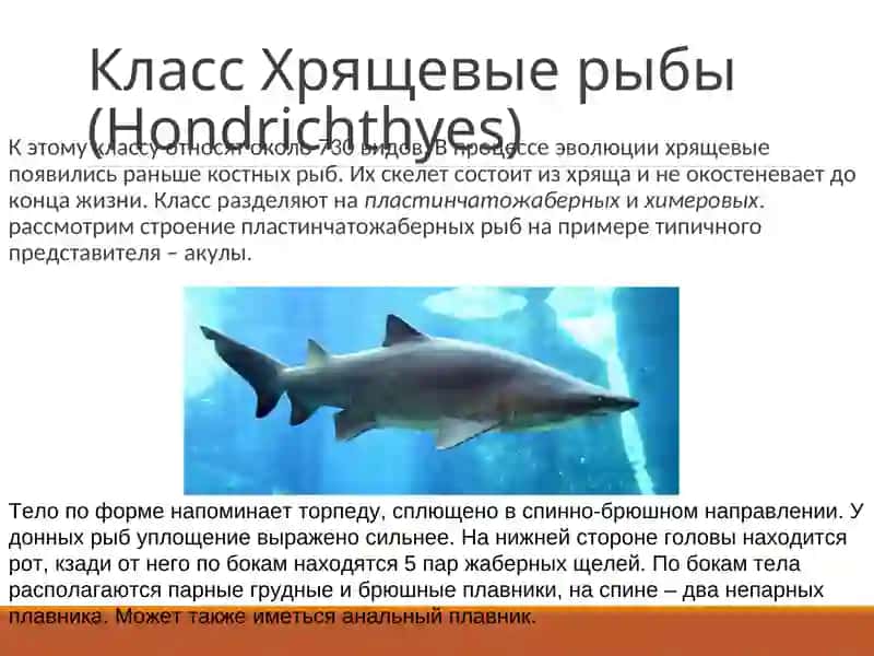 Хрящевые рыбы 4