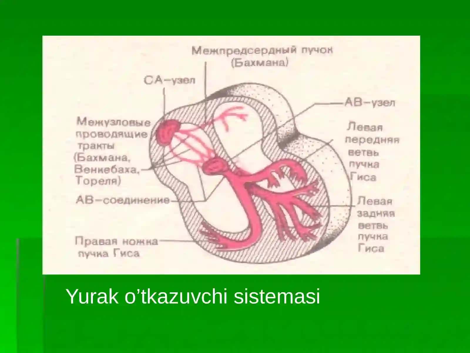 EKG.Defibrilyatsiya 4