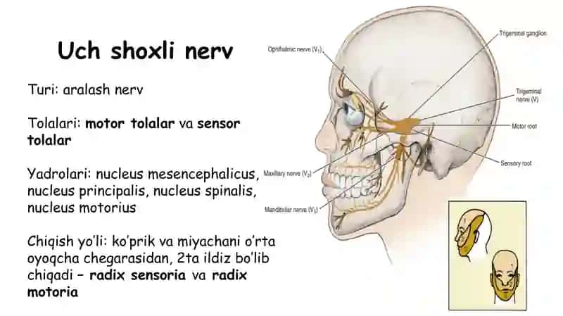 bosh miya nervlari 5-juft nerv 4