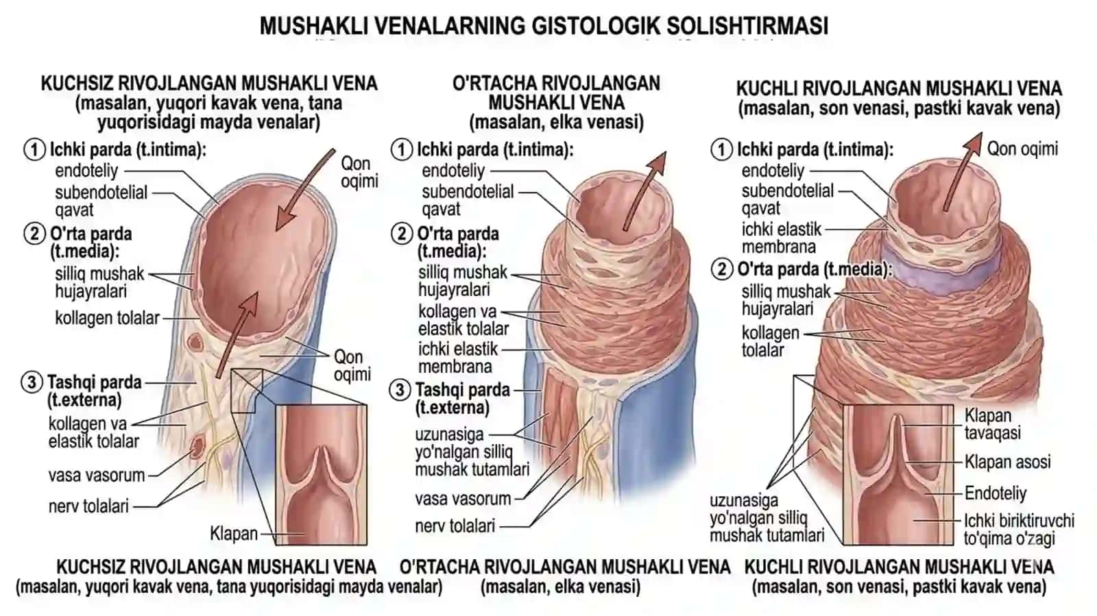 yurak qon tomir sistemasi. vena va yurak 4