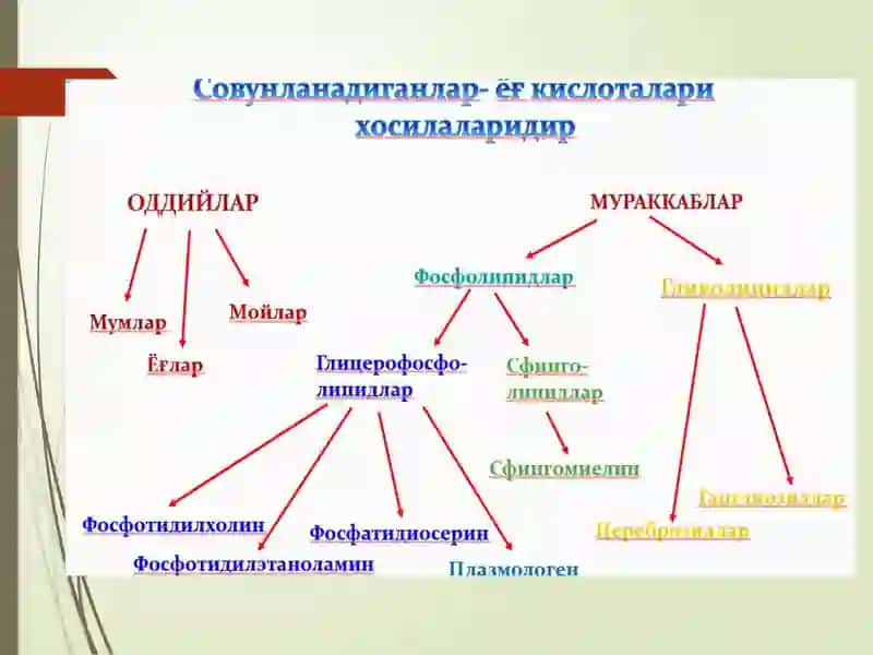 Липидлар 4