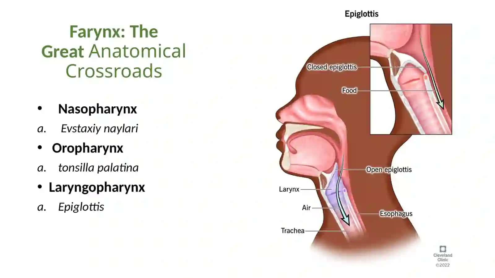 ANATOMIA SYSTEMATIS RESPIRATORII 4