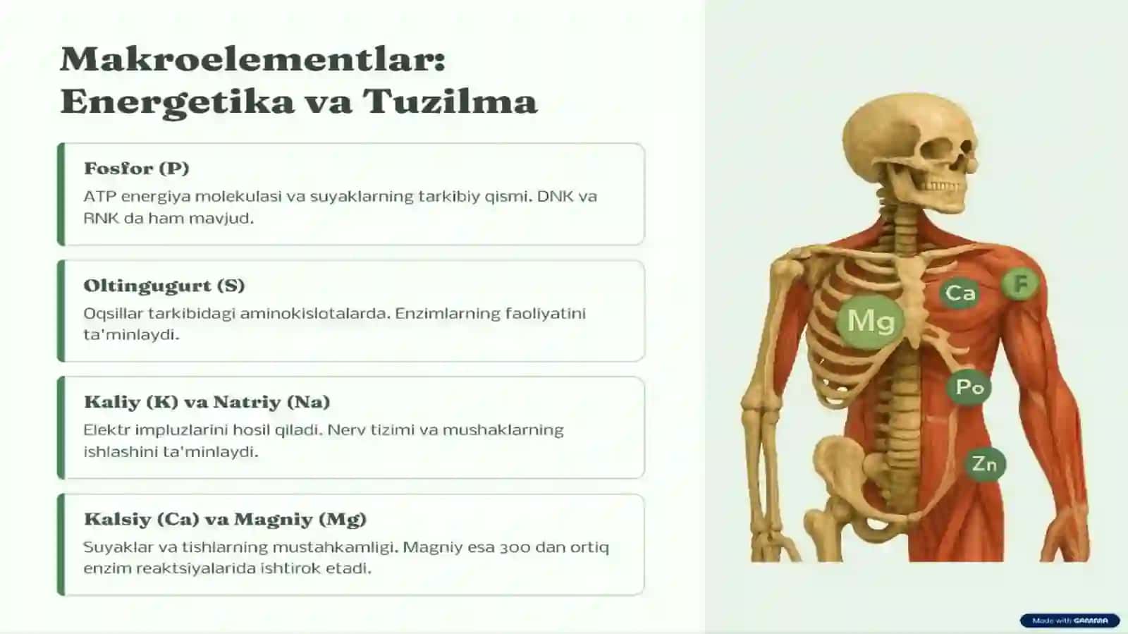 Tirik organizmdagi kimyoviy elementlar 4
