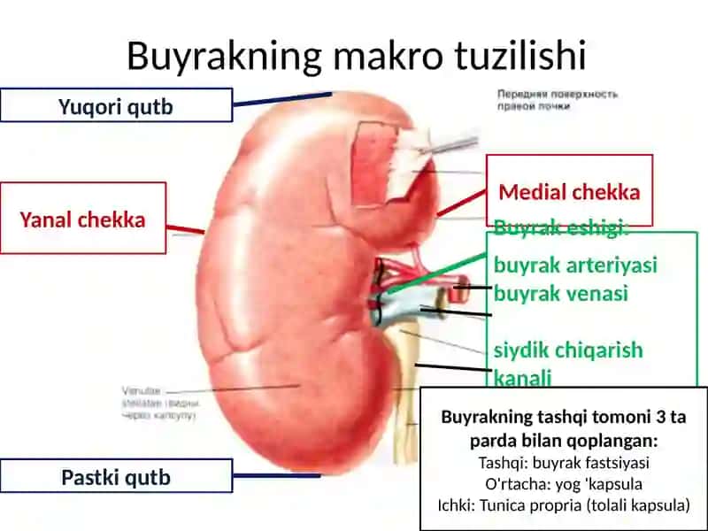 Siydik chiqarish tizimi 4