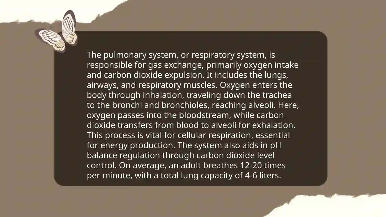 Lungs and a pulmonary system 4