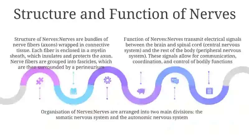 Nerv Structure and Function 4